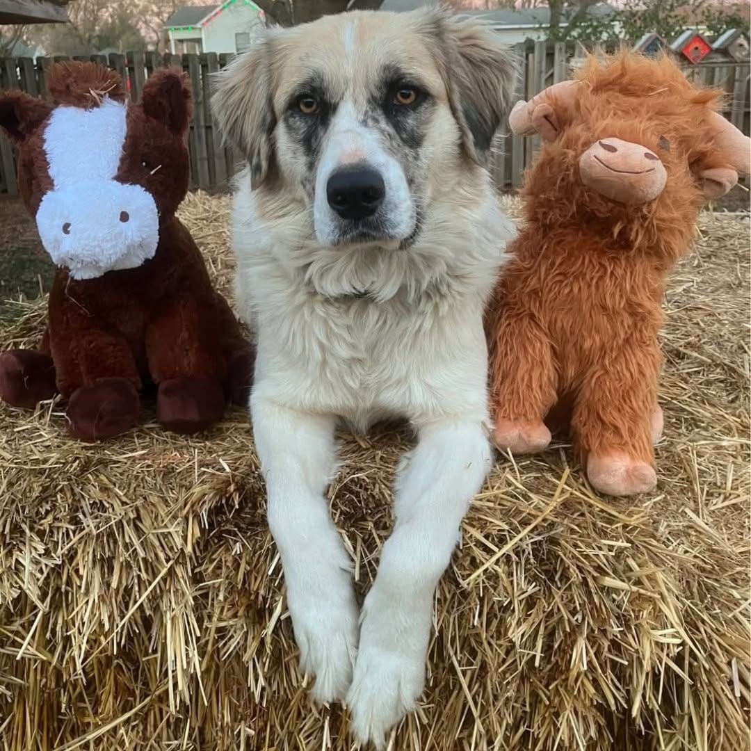 Post 8 by Rural King on Instagram (image)