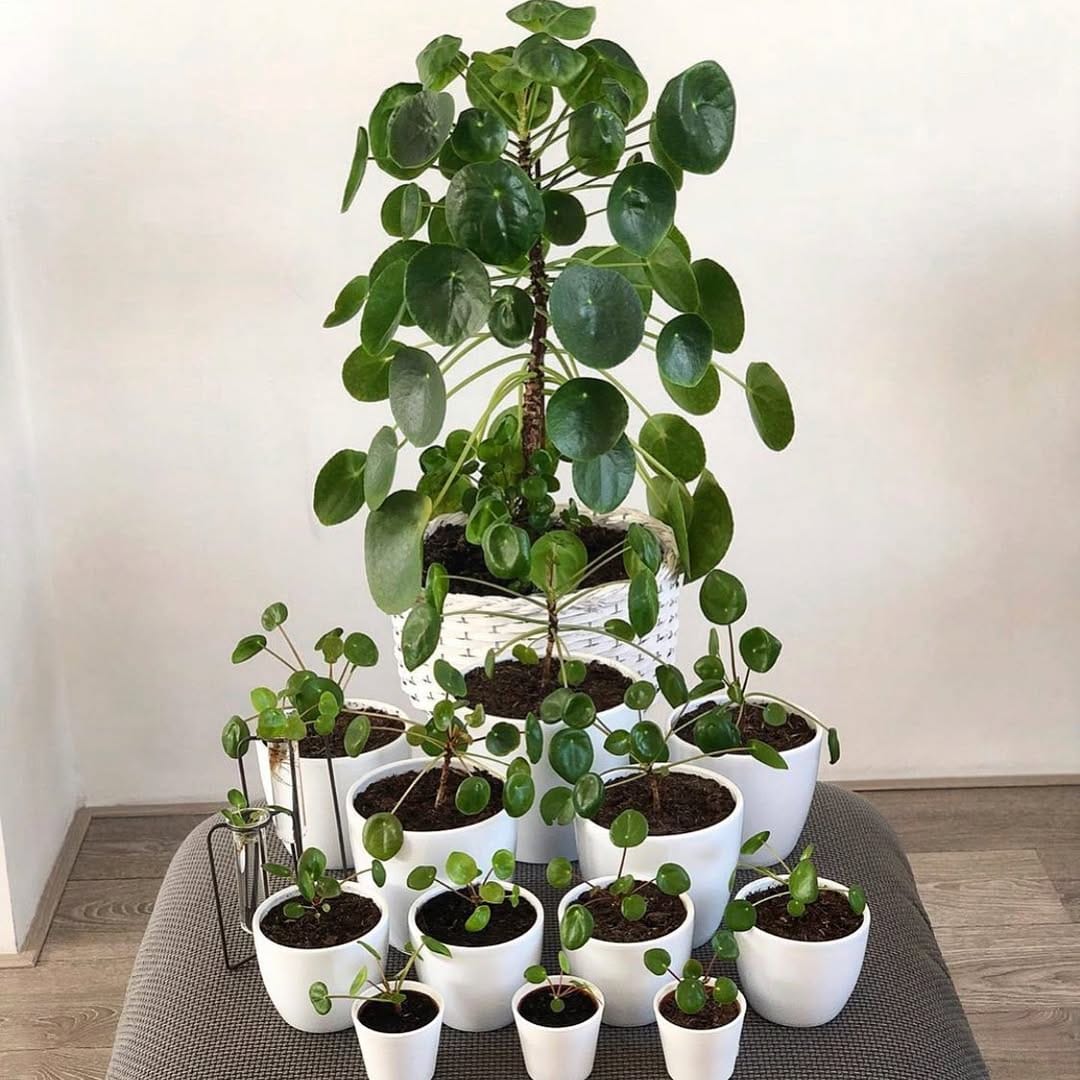 Post 1 by 🌱💚Pilea Lovers 💚🌱 on Instagram (image)