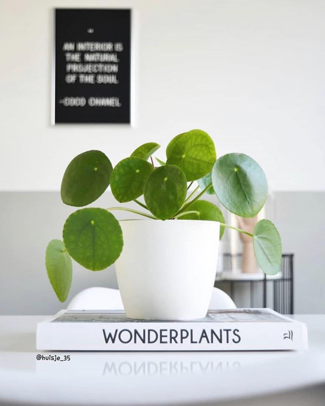 Post 10 by 🌱💚Pilea Lovers 💚🌱 on Instagram (image)