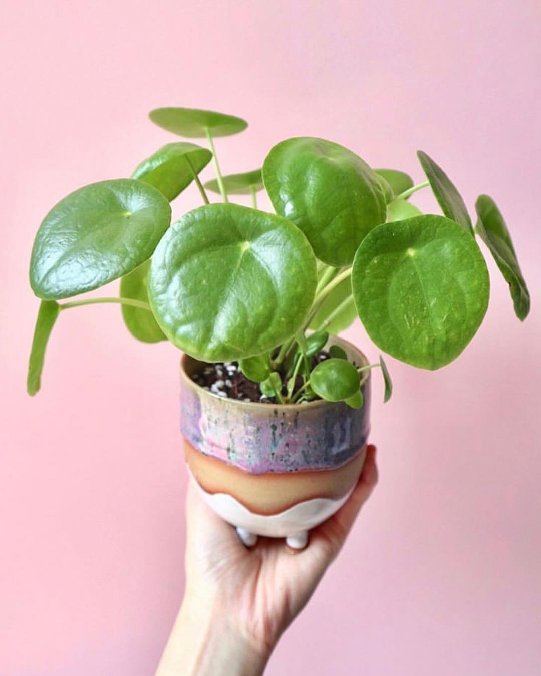 Post 4 by 🌱💚Pilea Lovers 💚🌱 on Instagram (image)
