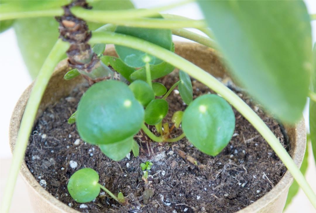 Post 6 by 🌱💚Pilea Lovers 💚🌱 on Instagram (carousel)
