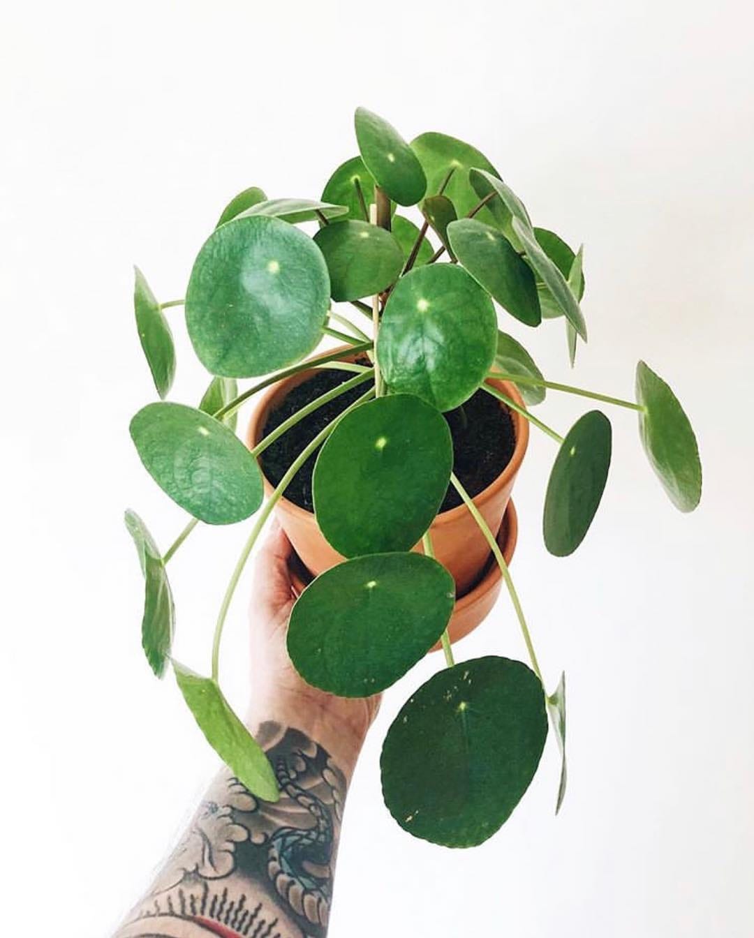 Post 5 by 🌱💚Pilea Lovers 💚🌱 on Instagram (image)