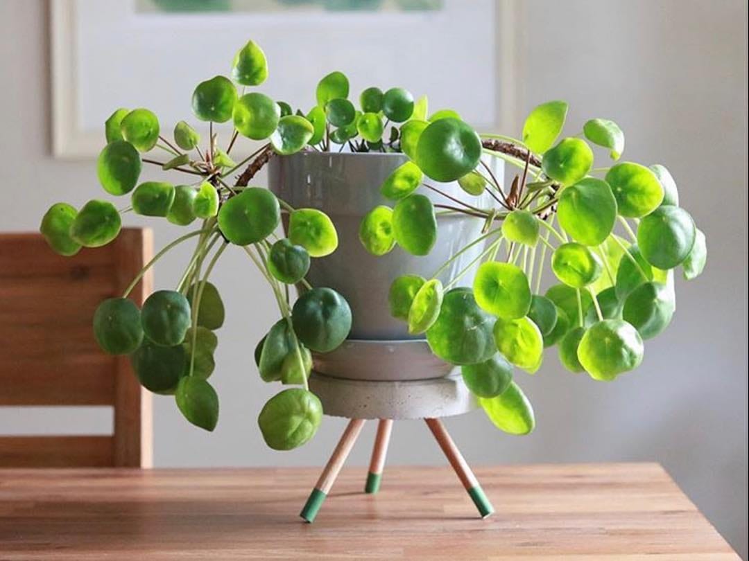 Post 9 by 🌱💚Pilea Lovers 💚🌱 on Instagram (image)