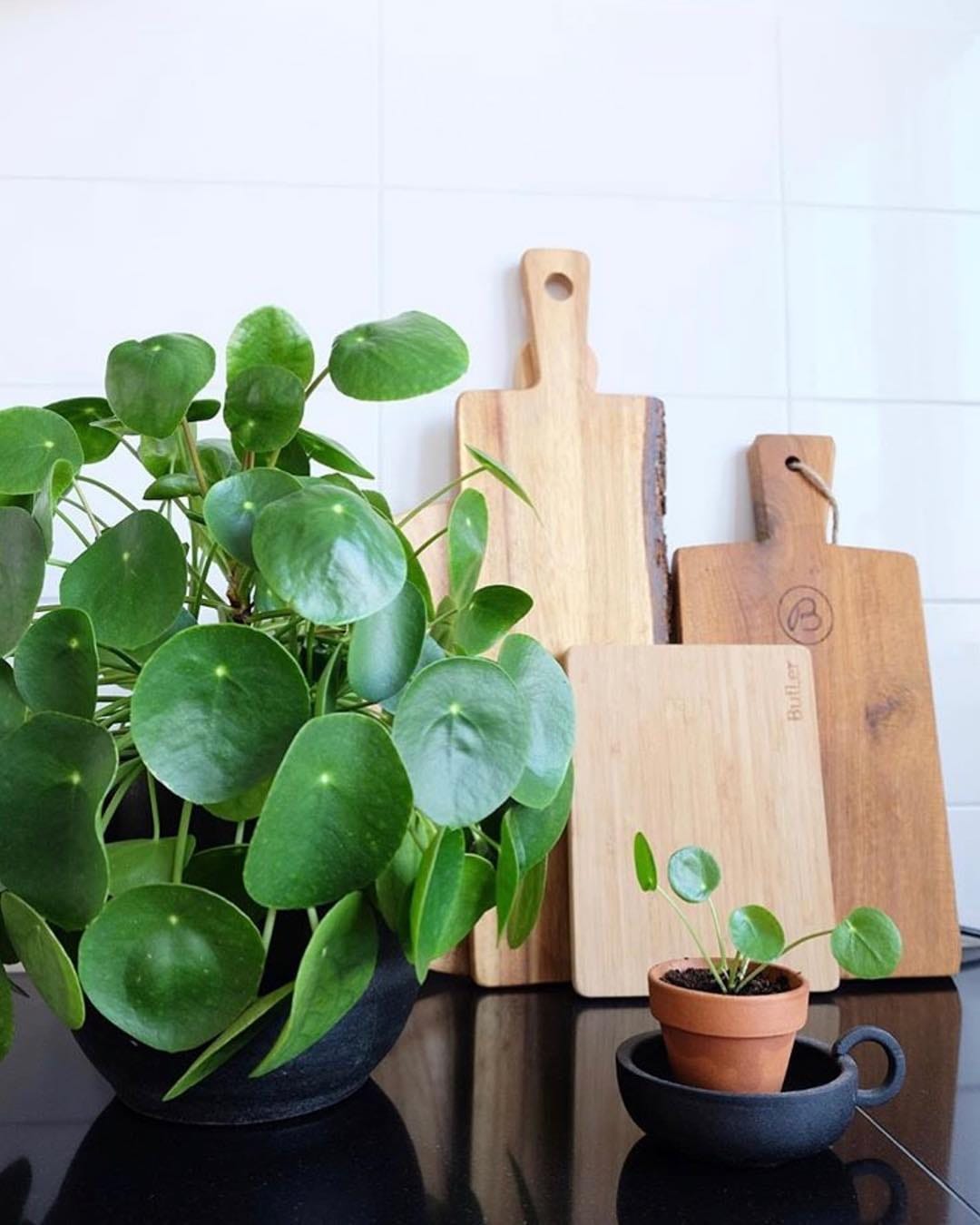 Post 8 by 🌱💚Pilea Lovers 💚🌱 on Instagram (image)