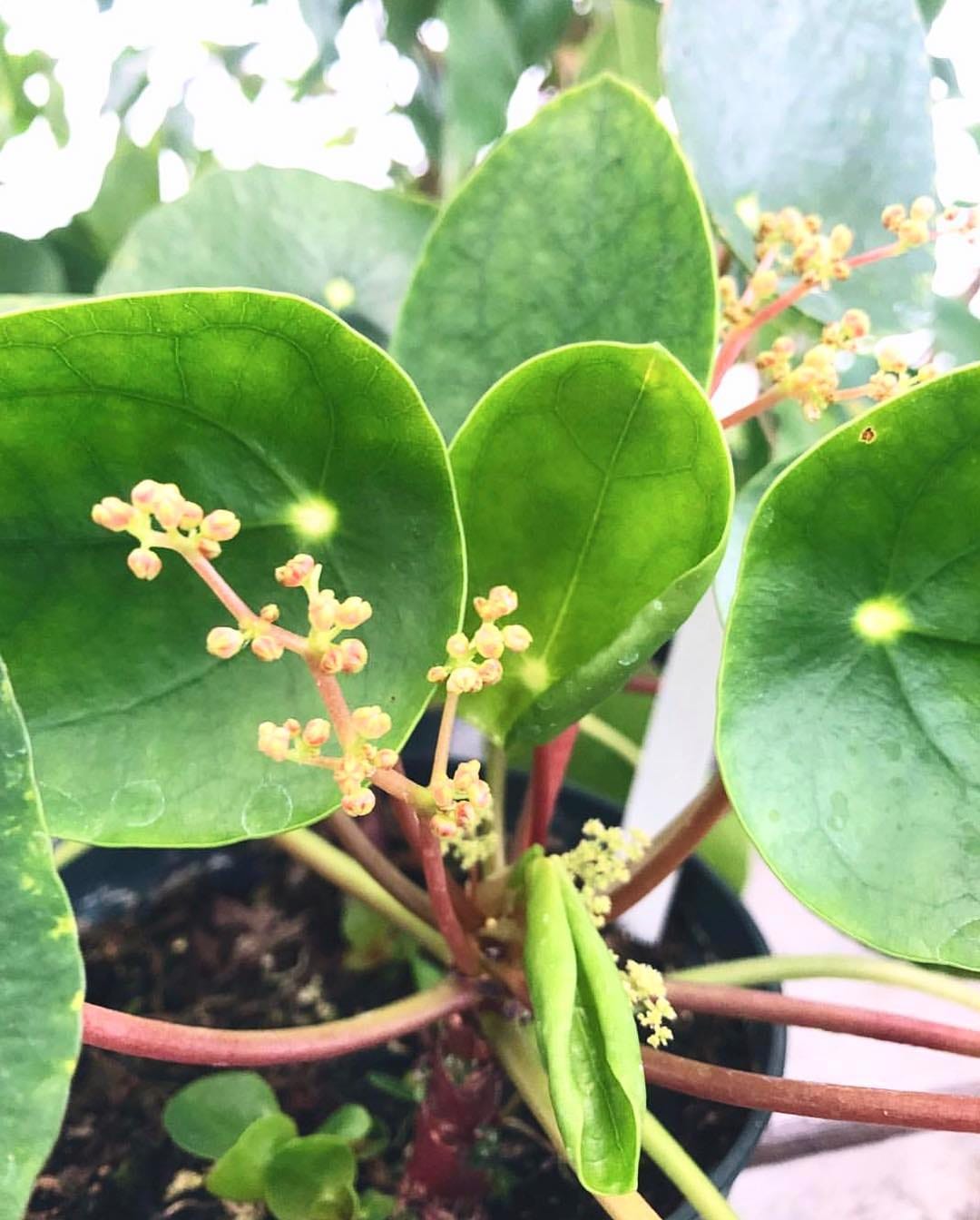 Post 2 by 🌱💚Pilea Lovers 💚🌱 on Instagram (image)