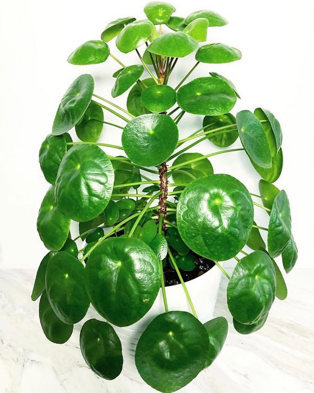 Post 3 by 🌱💚Pilea Lovers 💚🌱 on Instagram (image)