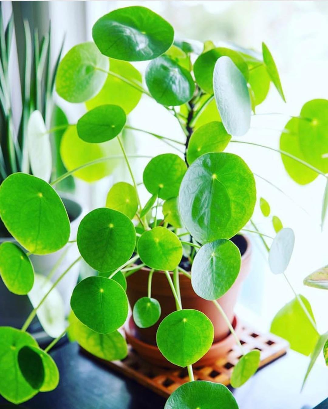 Post 7 by 🌱💚Pilea Lovers 💚🌱 on Instagram (image)