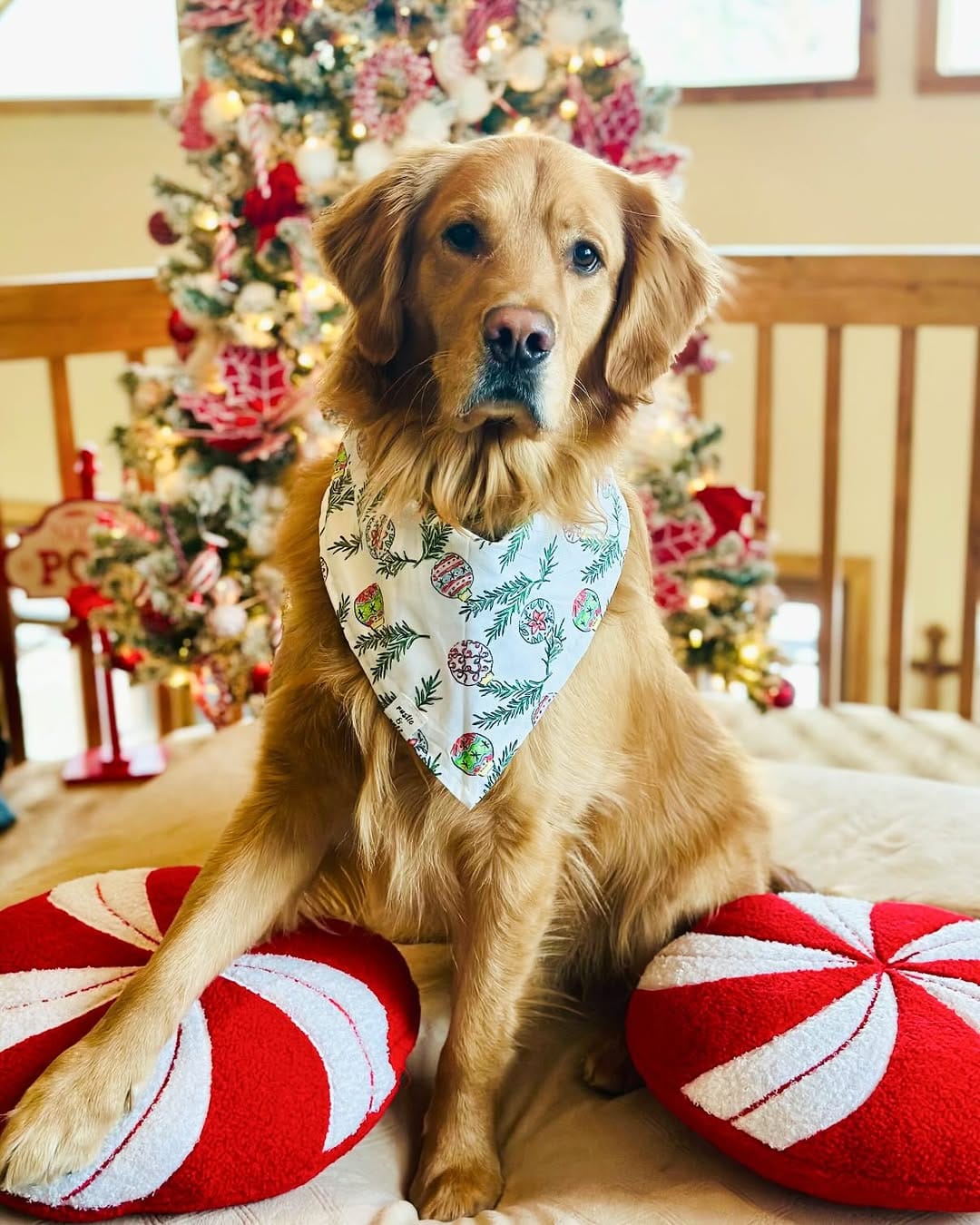 Post 9 by Rustic & Ruff | Dog Accessories on Instagram (carousel)