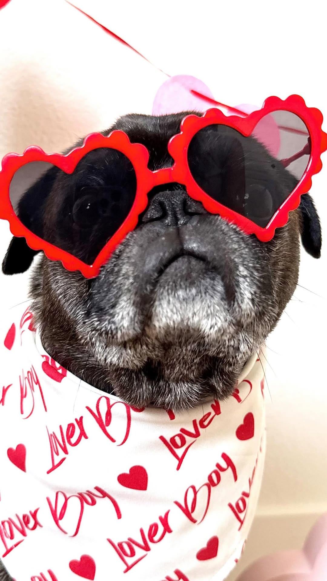 Post 4 by Rustic & Ruff | Dog Accessories on Instagram (video)