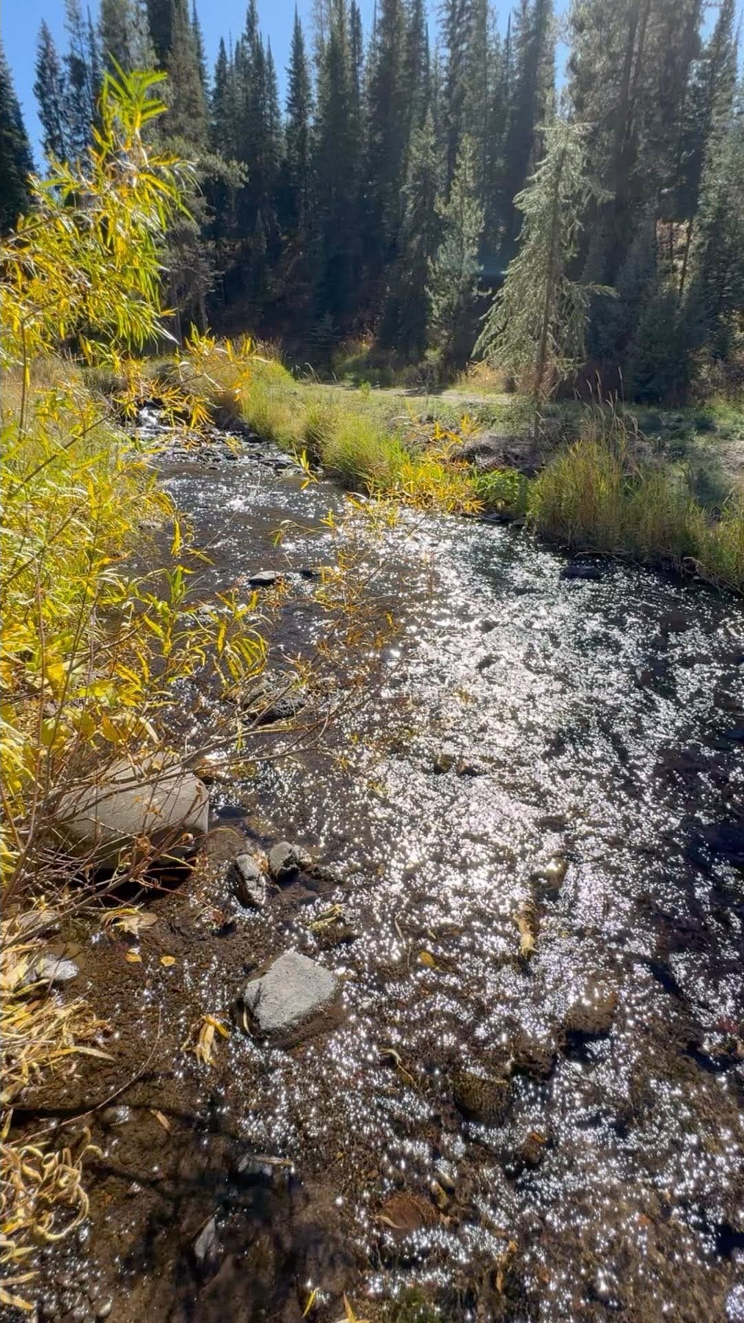Post 10 by Tammy Edinger on Instagram (video)