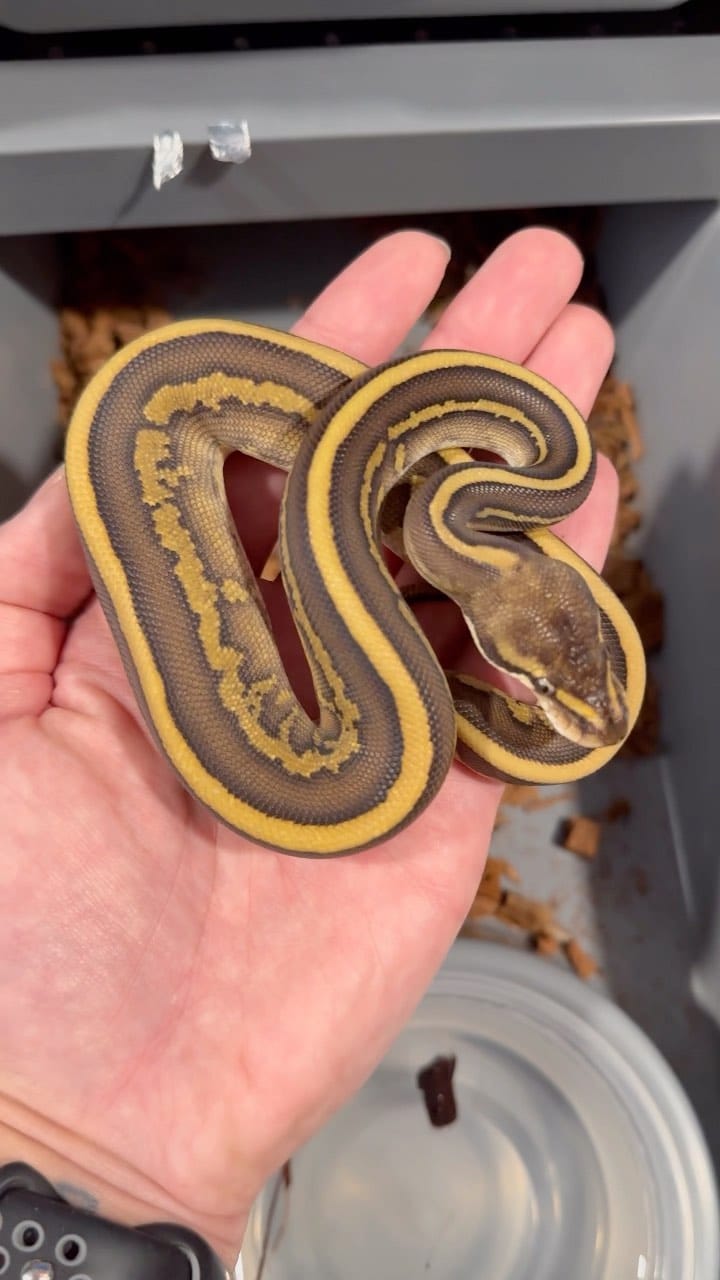 Post 10 by Local Reptiles on Instagram (video)