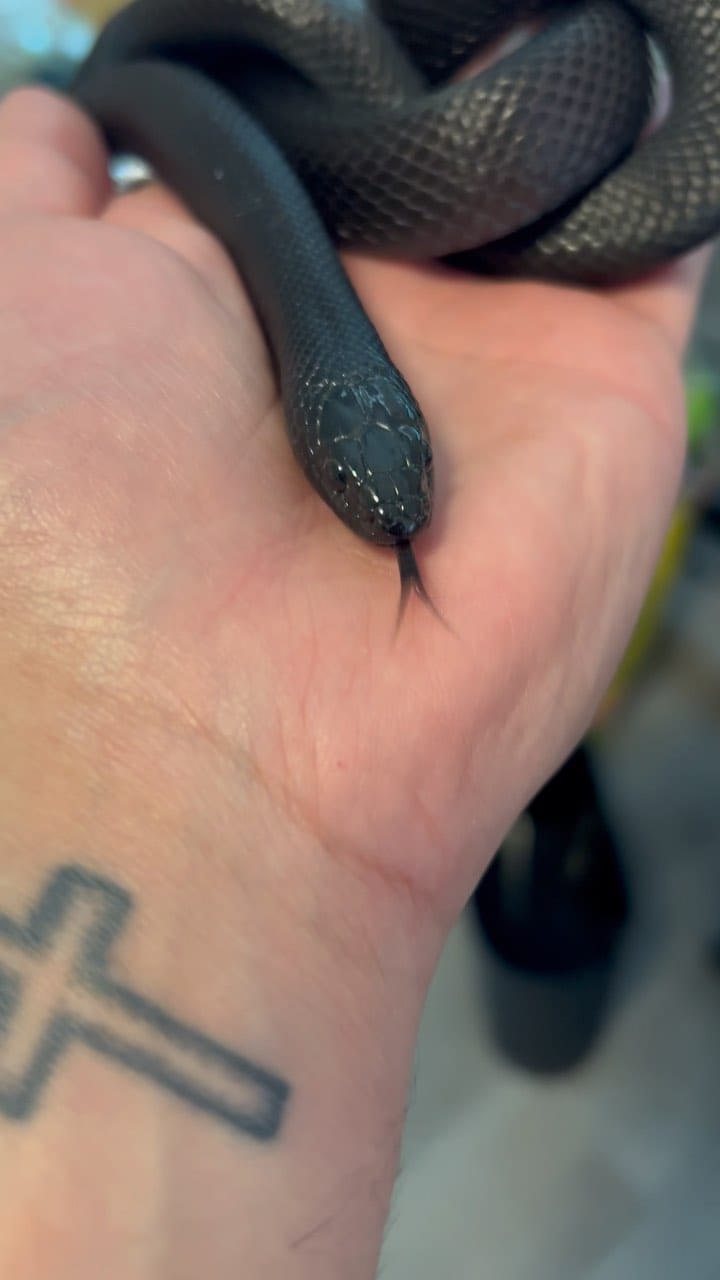 Post 1 by Local Reptiles on Instagram (video)