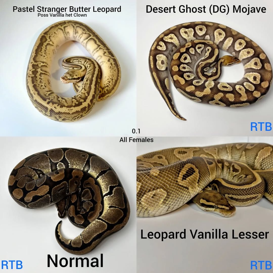 Post 5 by Local Reptiles on Instagram (image)