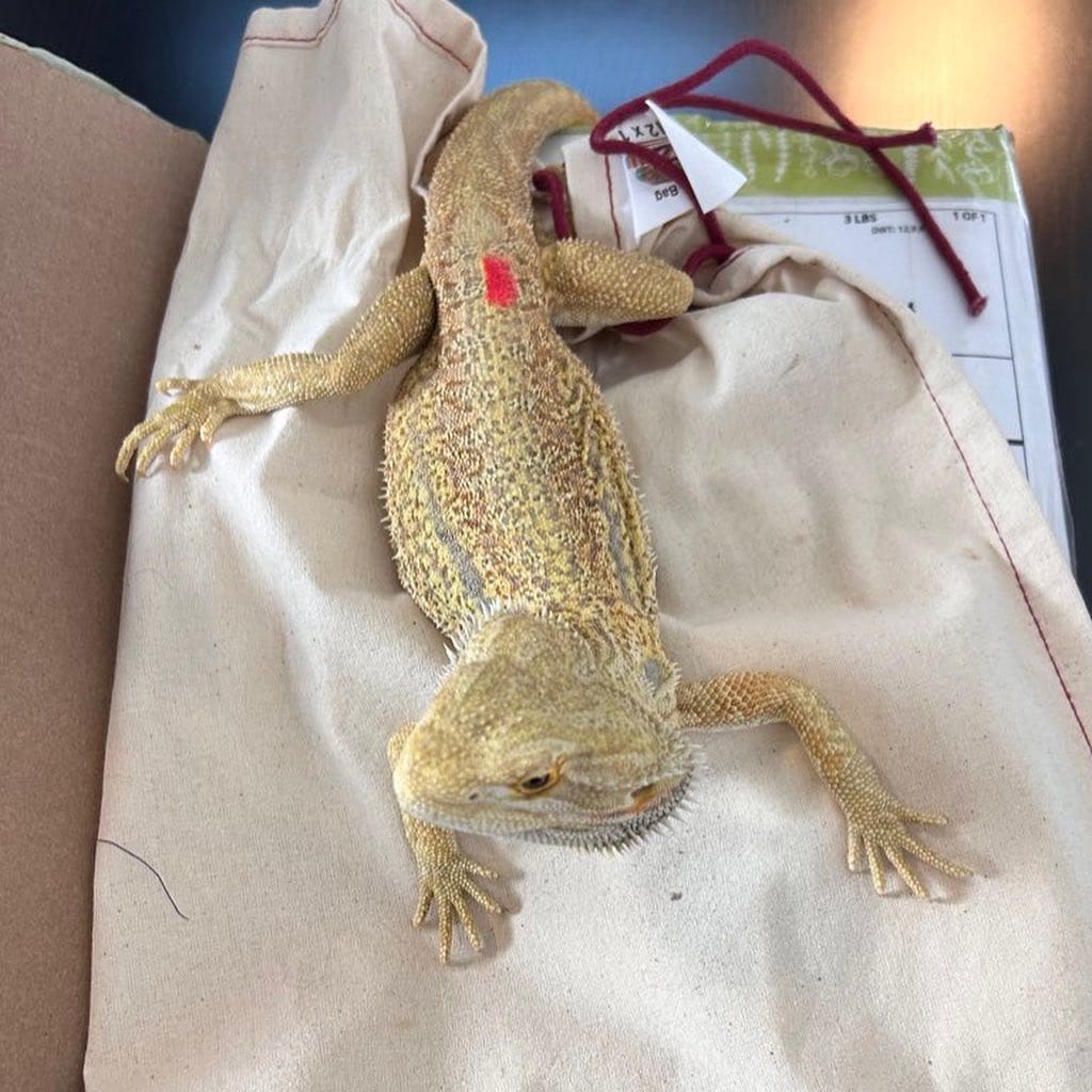 Post 4 by Local Reptiles on Instagram (carousel)