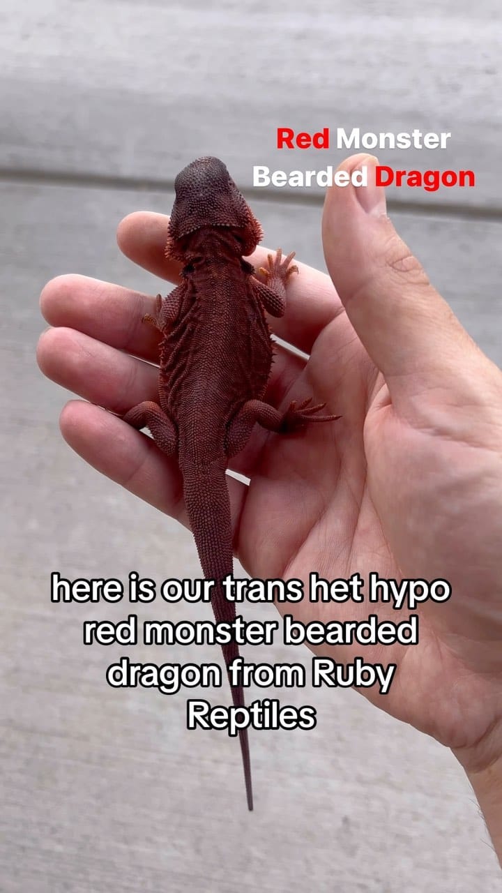 Post 2 by Local Reptiles on Instagram (video)