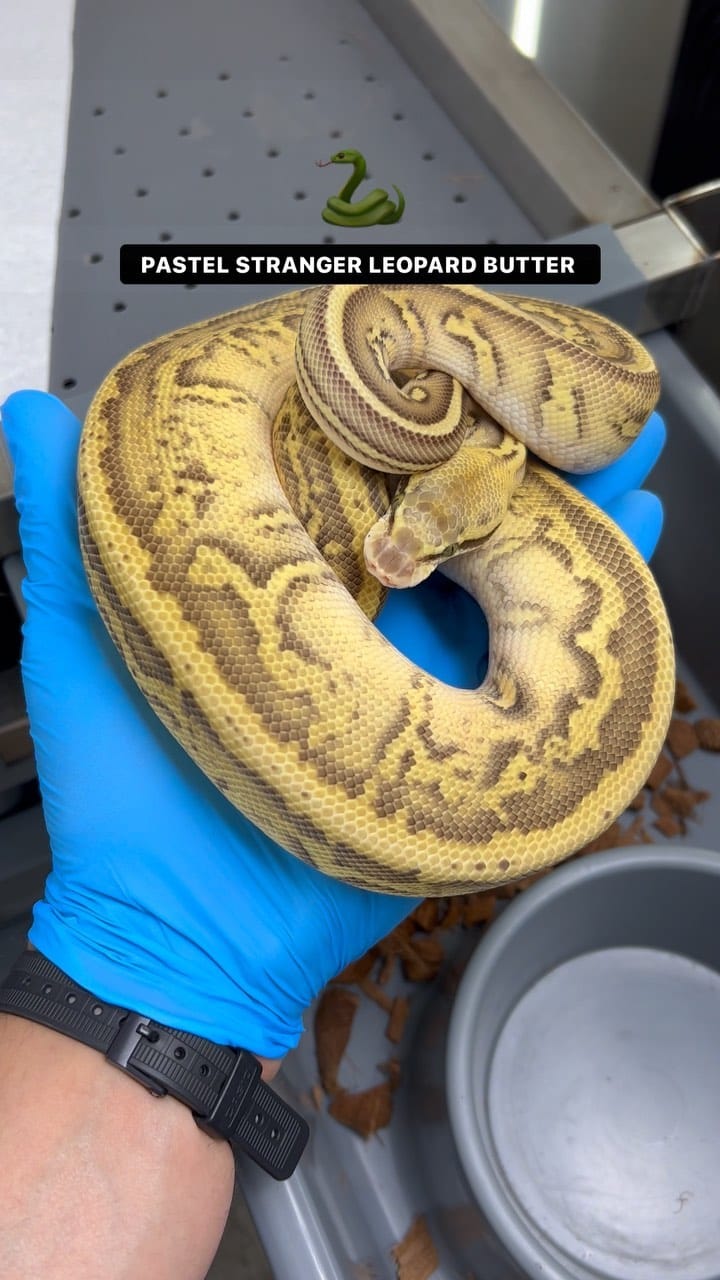 Post 3 by Local Reptiles on Instagram (video)