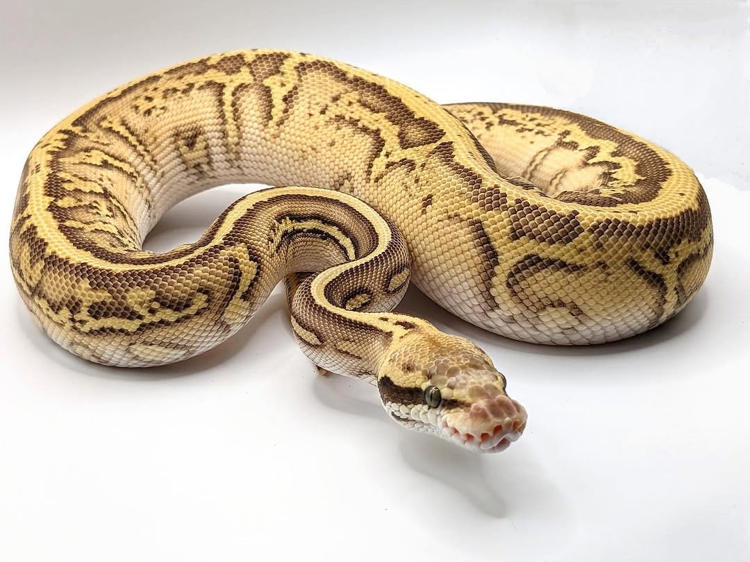 Post 9 by Local Reptiles on Instagram (image)