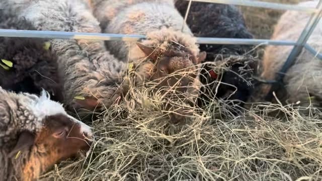 Post 5 by Höner&Eir - #nutidenyarn on Instagram (video)