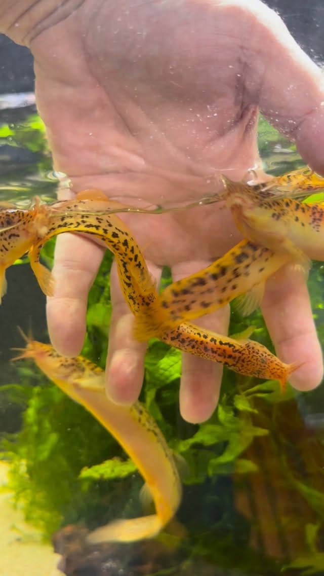 Post 2 by Aquarium Zen, Seattle on Instagram (video)