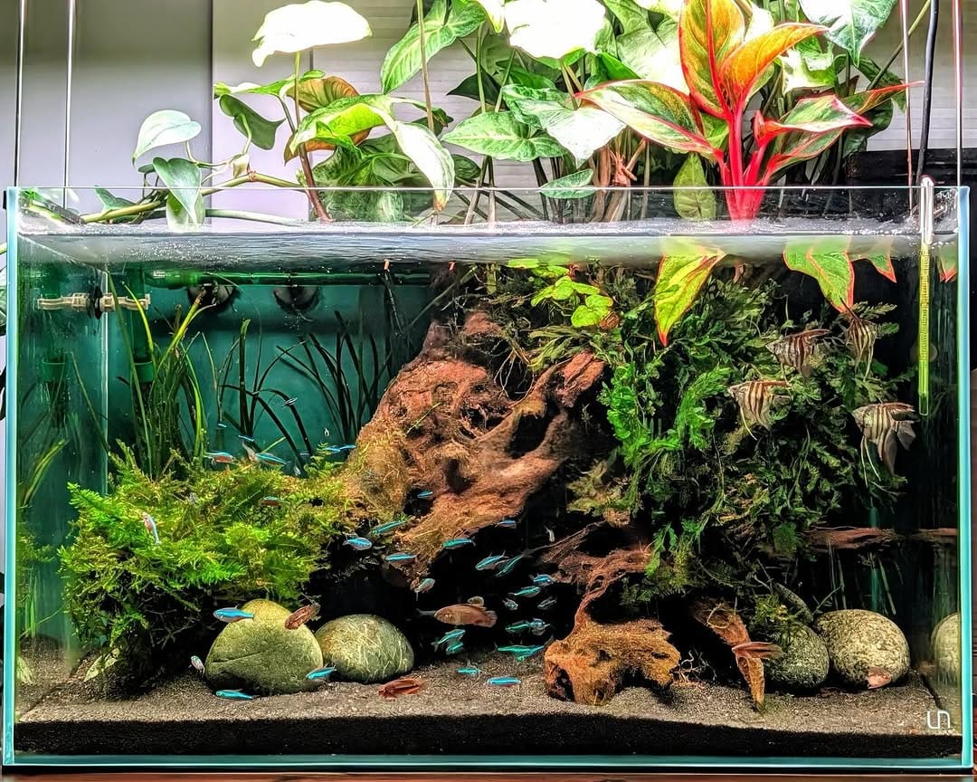 Post 3 by Aquarium Zen, Seattle on Instagram (carousel)