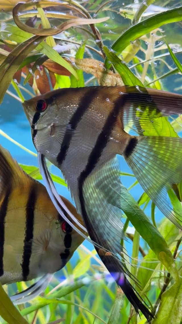 Post 4 by Aquarium Zen, Seattle on Instagram (video)