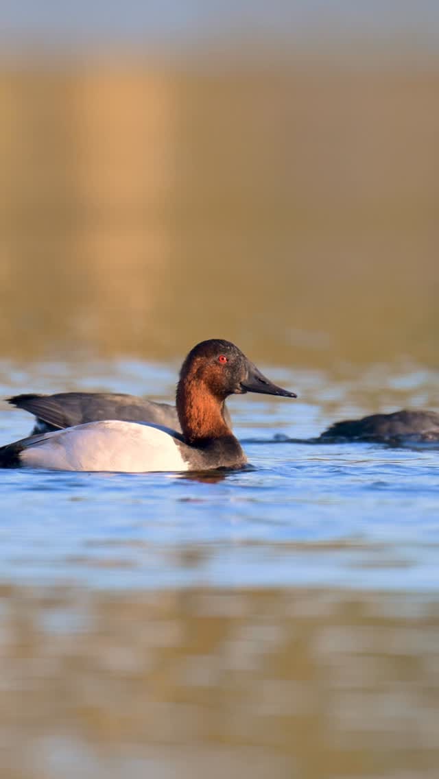 Post 3 by AF Waterfowl on Instagram (video)