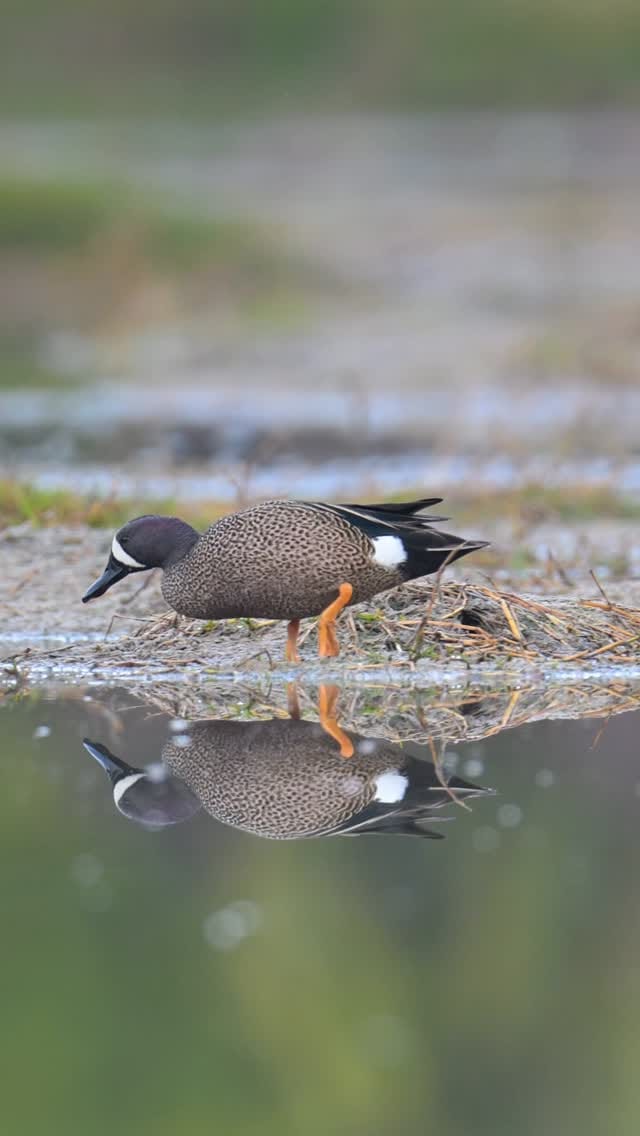 Post 7 by AF Waterfowl on Instagram (video)