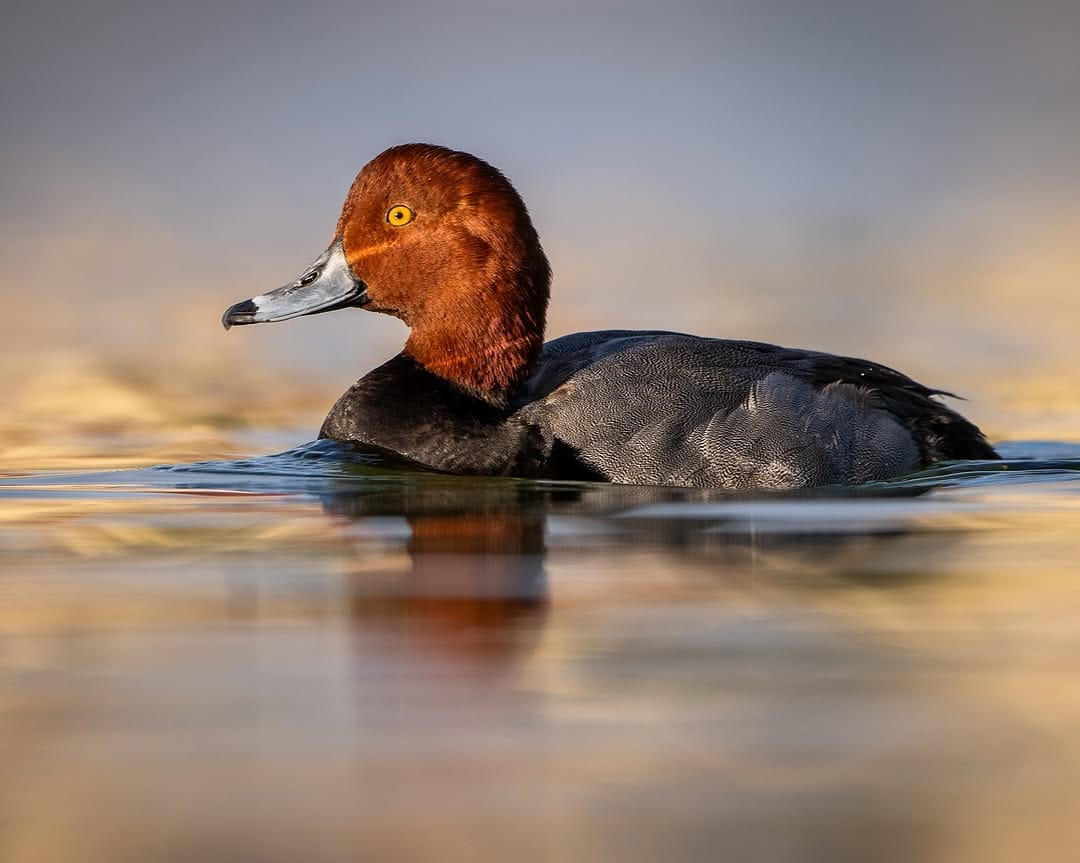 Post 8 by AF Waterfowl on Instagram (image)