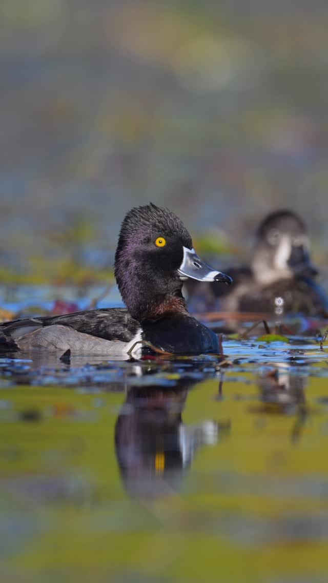 Post 5 by AF Waterfowl on Instagram (video)