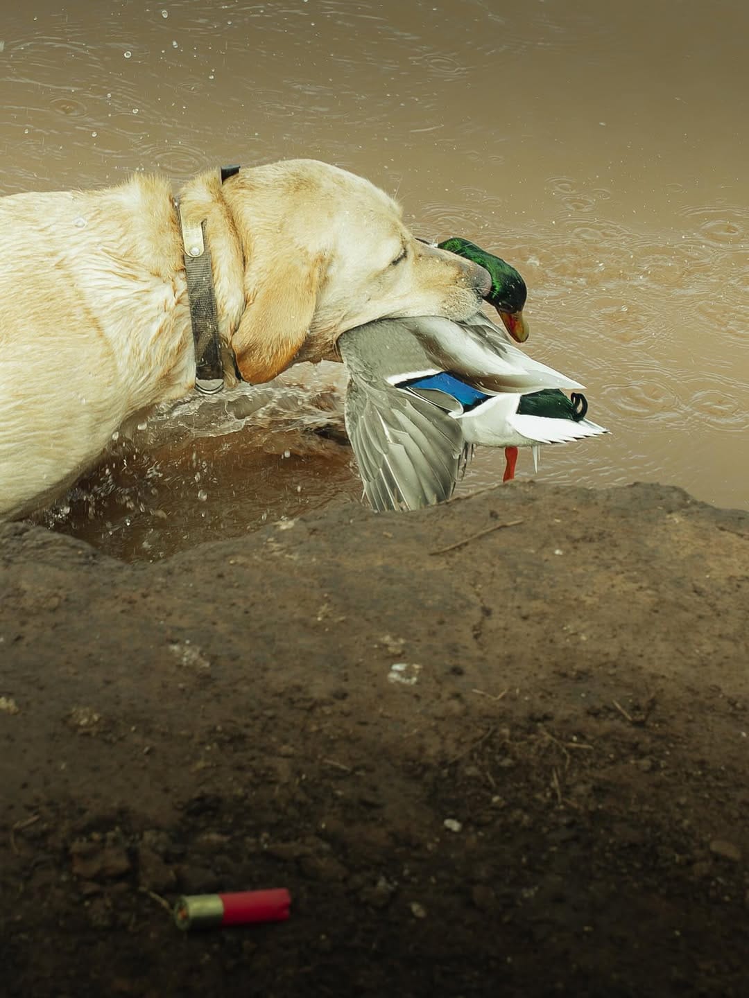 Post 10 by AF Waterfowl on Instagram (image)