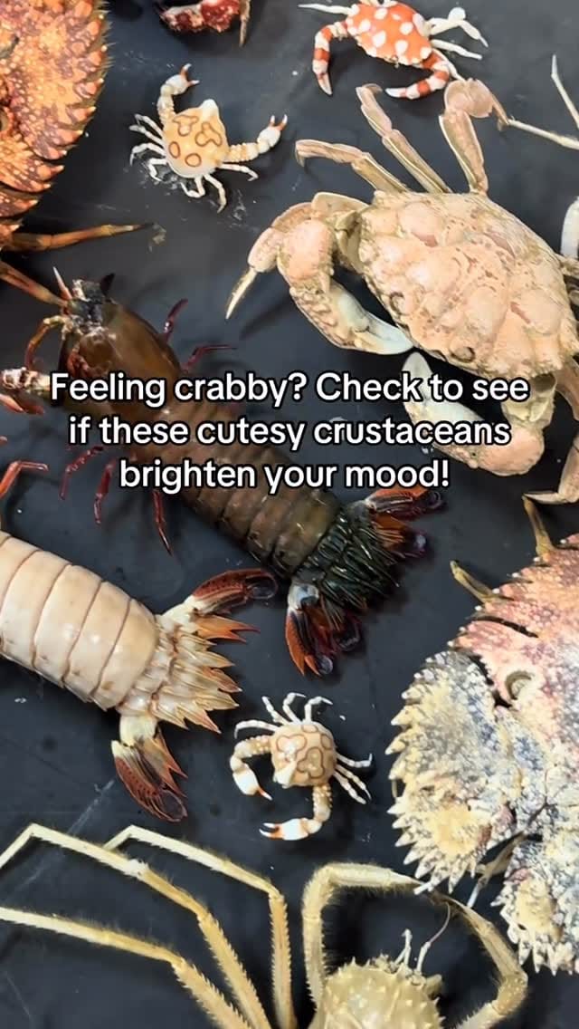 Post 1 by Cleveland Curiosities on Instagram (video)