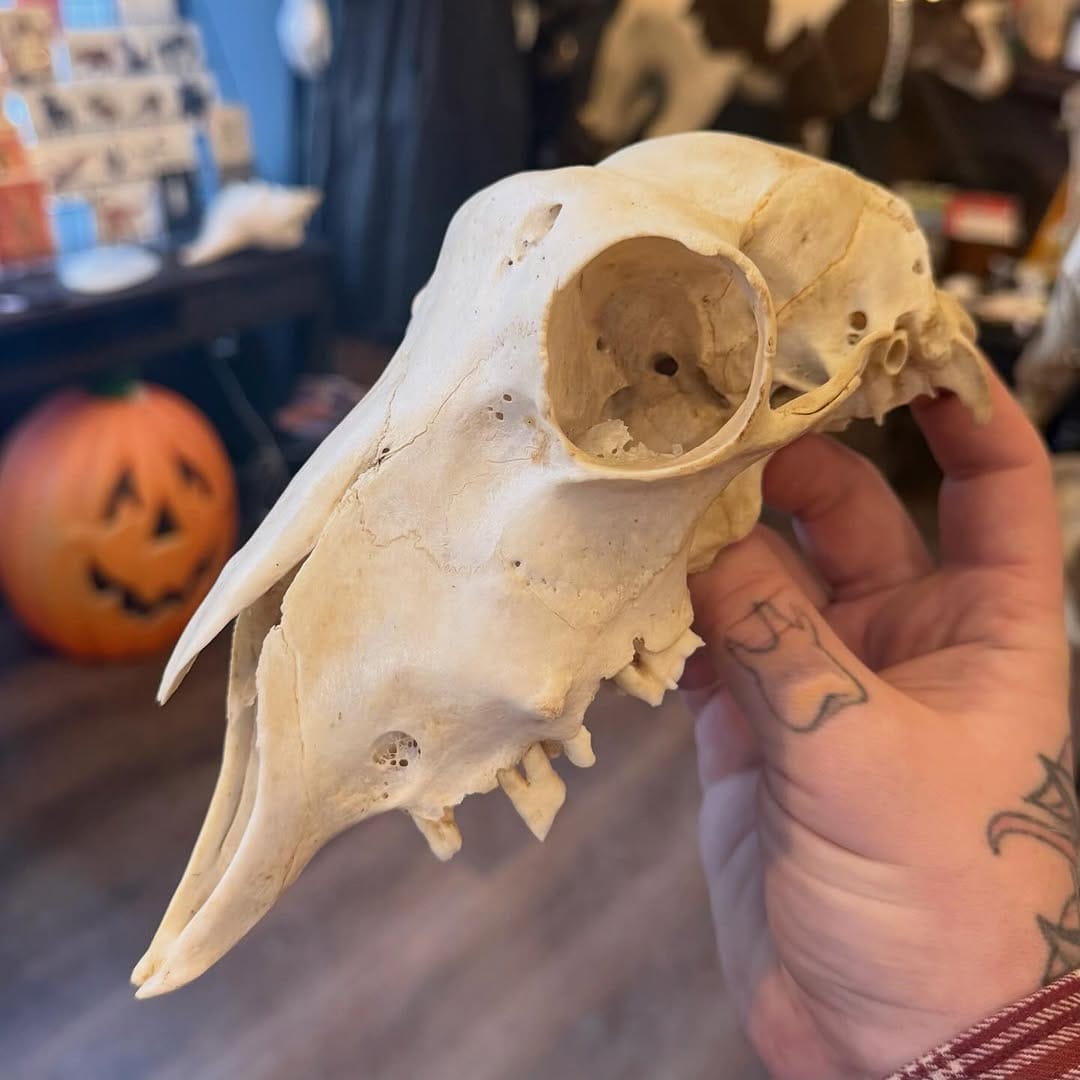 Post 5 by Cleveland Curiosities on Instagram (image)
