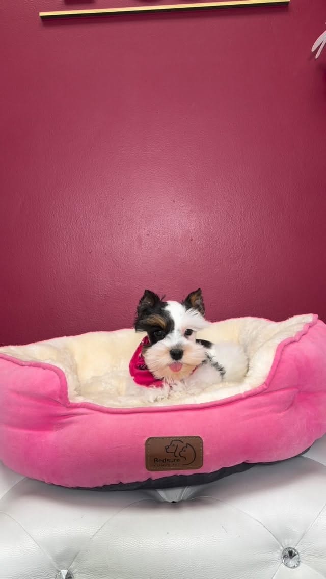 Post 6 by Puppies To Go on Instagram (video)