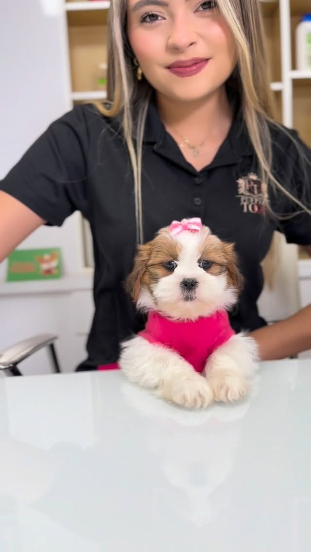 Post 4 by Puppies To Go on Instagram (video)