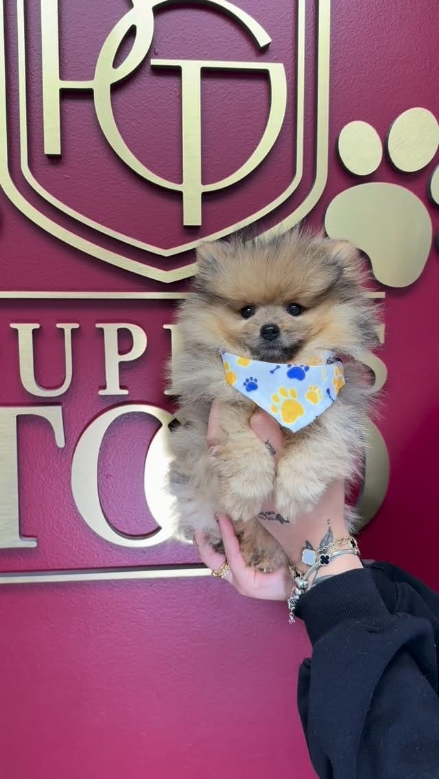 Post 1 by Puppies To Go on Instagram (video)