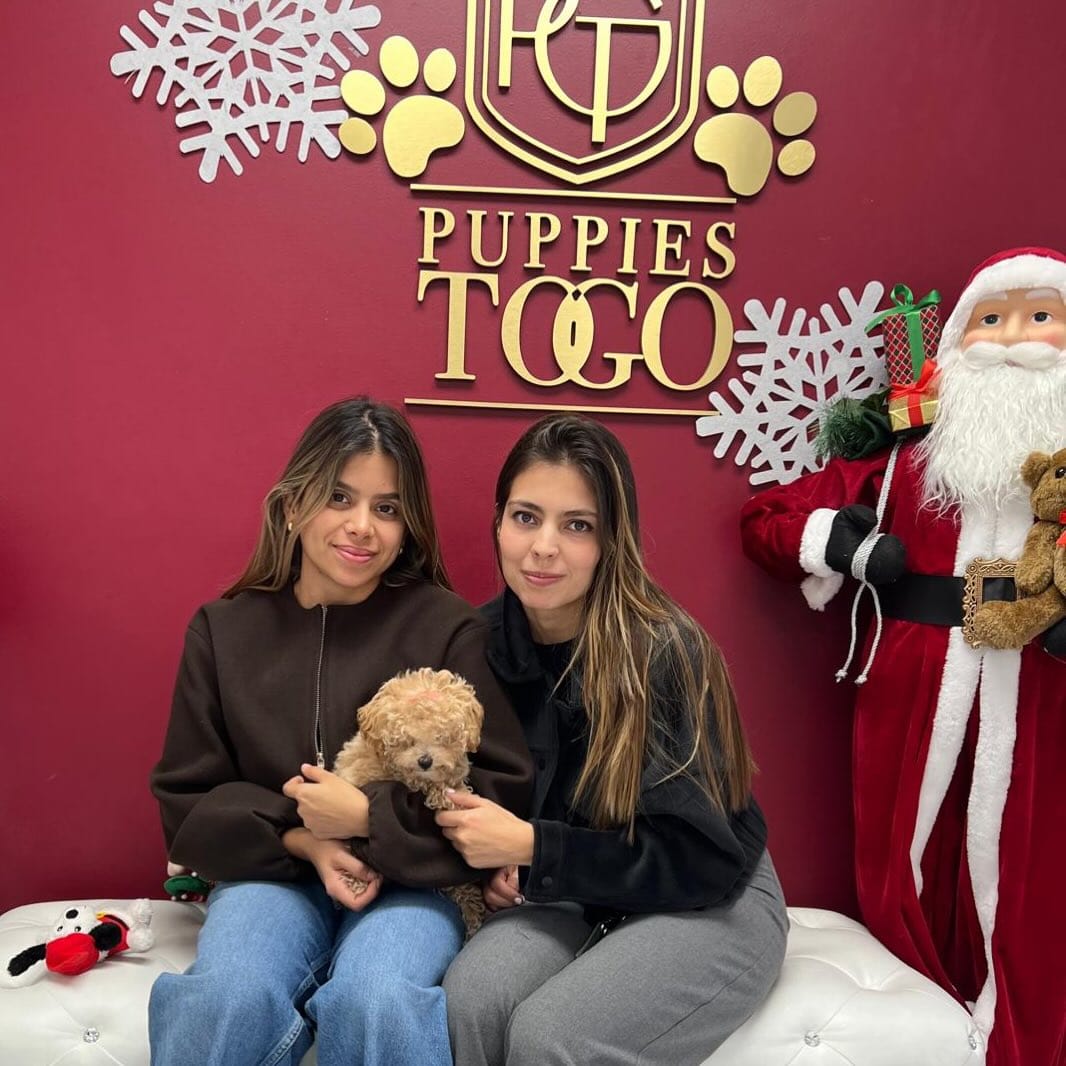 Post 3 by Puppies To Go on Instagram (image)