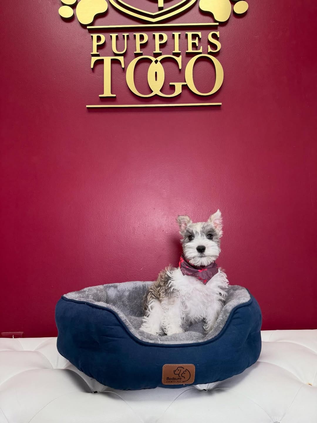 Post 2 by Puppies To Go on Instagram (carousel)
