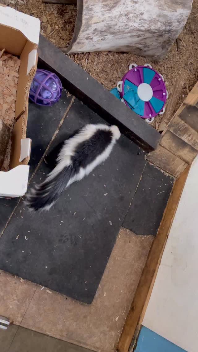 Post 2 by Mundo Exótico Oficial on Instagram (video)