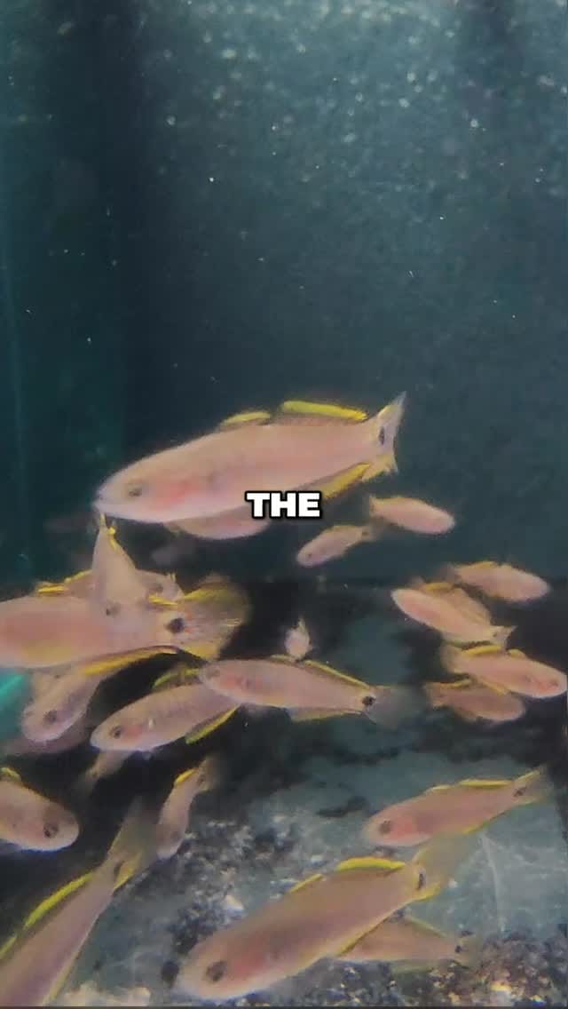 Post 7 by @flipaquatics on Instagram (video)