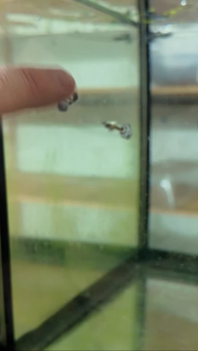 Post 5 by @flipaquatics on Instagram (video)