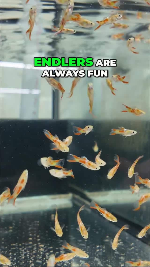 Post 4 by @flipaquatics on Instagram (video)