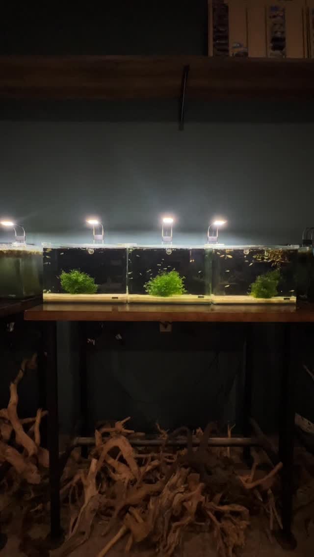 Post 6 by @flipaquatics on Instagram (video)