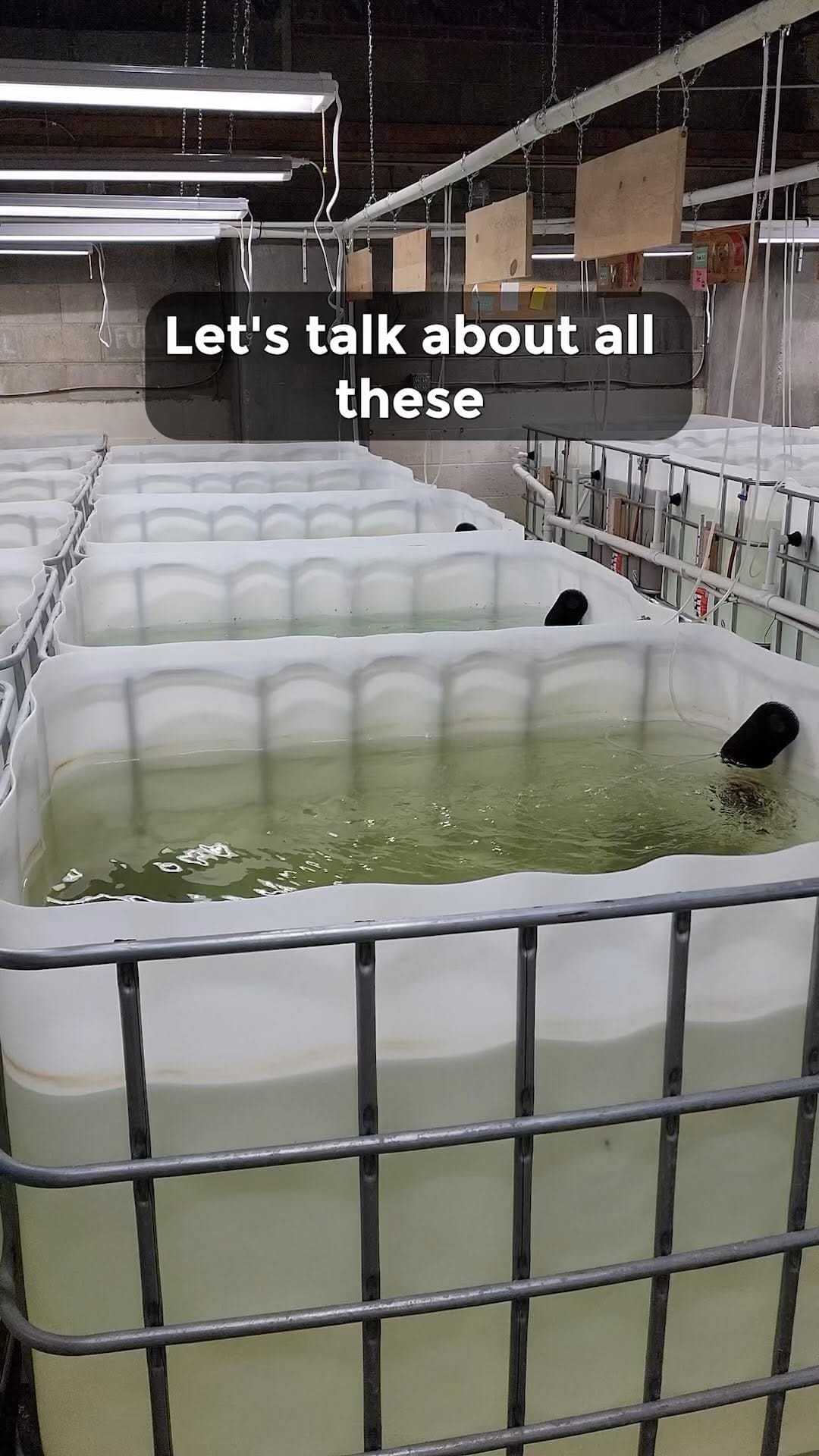 Post 10 by @flipaquatics on Instagram (video)