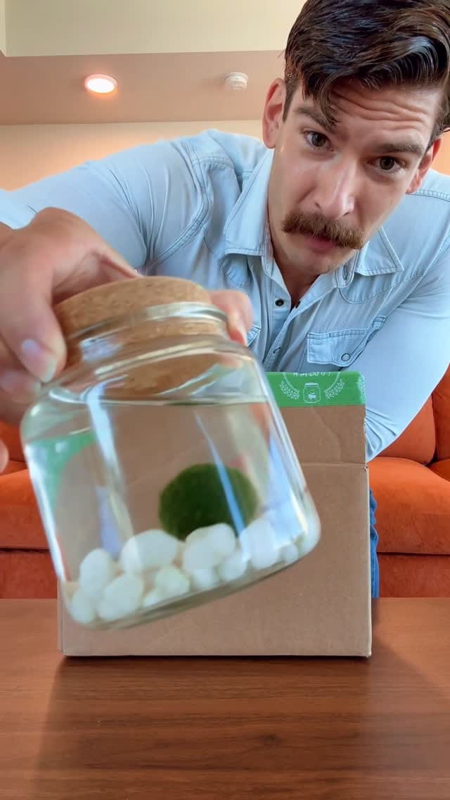 Post 8 by Moss Amigos on Instagram (video)