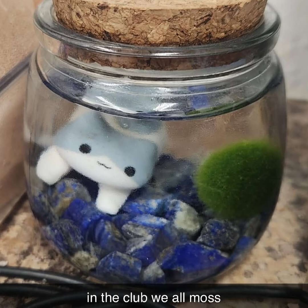 Post 9 by Moss Amigos on Instagram (image)