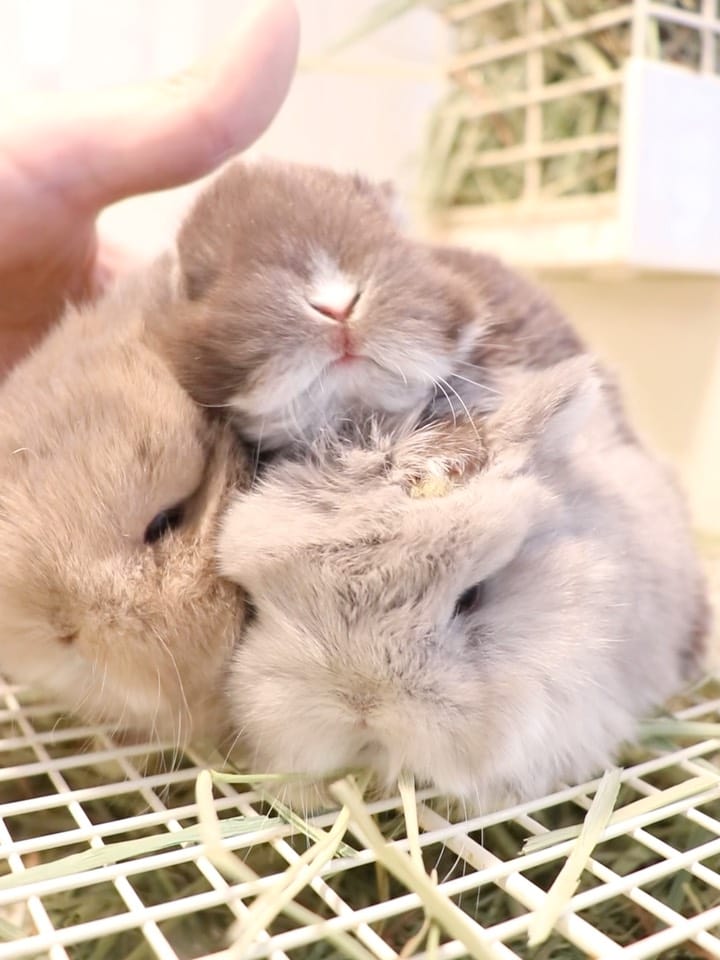 Post 1 by うさぎ専門店 Lupinus Rabbitry ｜ ブリーダー直営の安心 on Instagram (carousel)