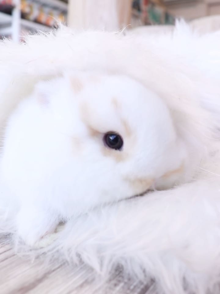 Post 3 by うさぎ専門店 Lupinus Rabbitry ｜ ブリーダー直営の安心 on Instagram (carousel)