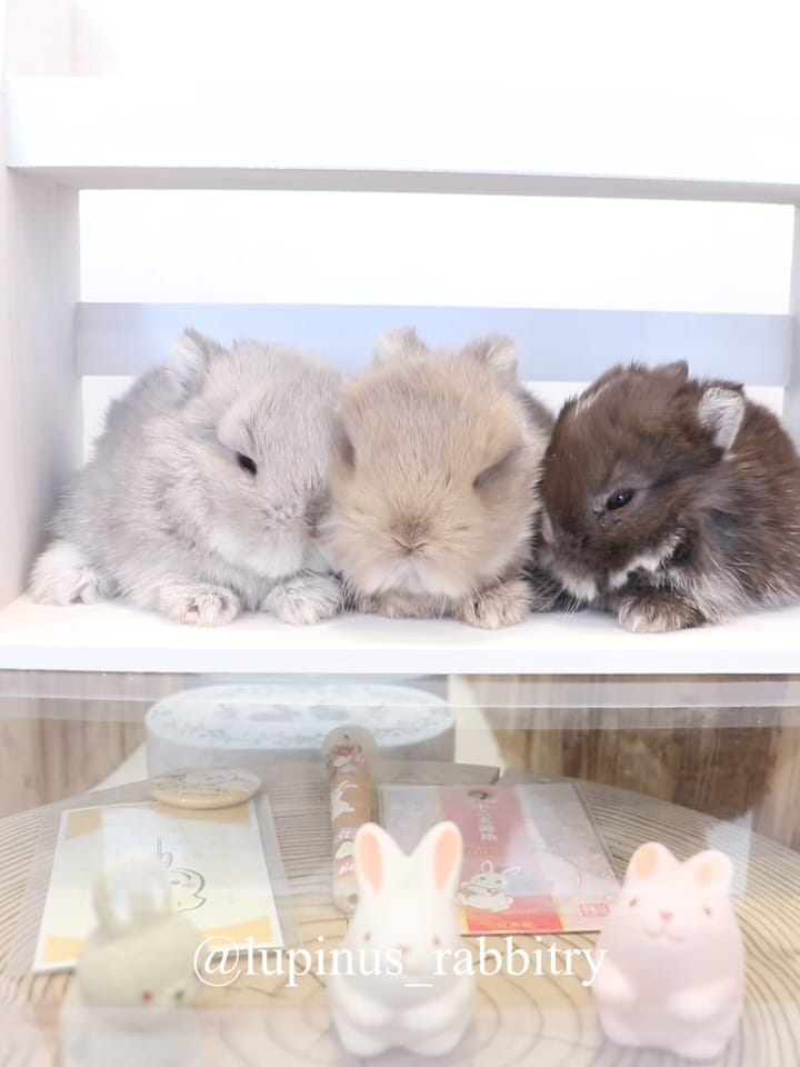 Post 5 by うさぎ専門店 Lupinus Rabbitry ｜ ブリーダー直営の安心 on Instagram (carousel)