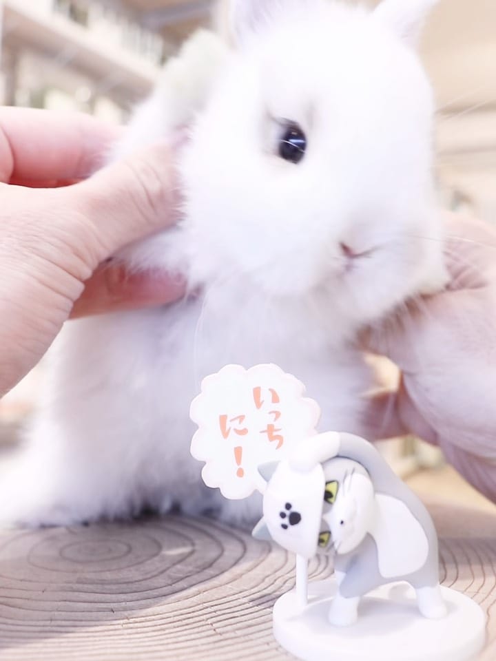 Post 2 by うさぎ専門店 Lupinus Rabbitry ｜ ブリーダー直営の安心 on Instagram (carousel)