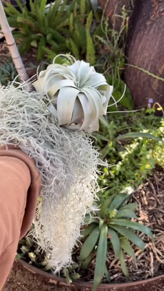 Post 7 by Pueblo on Instagram (video)